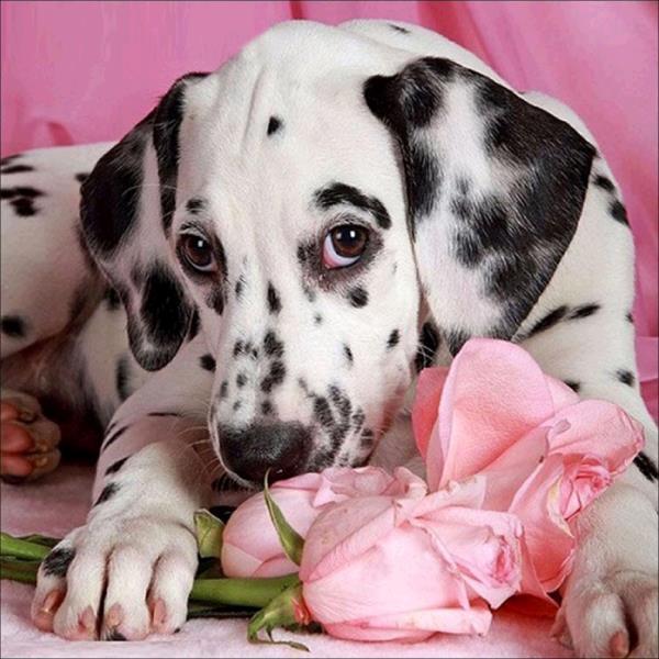 Dalmatian Dog with Flower - diamond-painting-bliss.myshopify.com