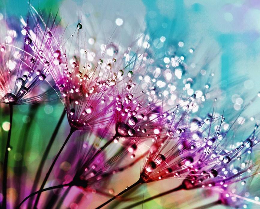 Dandelion Seeds with Water Drops - diamond-painting-bliss.myshopify.com