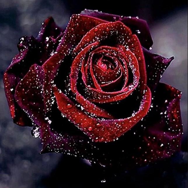 Dark Red Rose with Water Drops - diamond-painting-bliss.myshopify.com