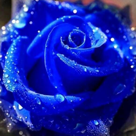Diamond Blue Rose - diamond-painting-bliss.myshopify.com
