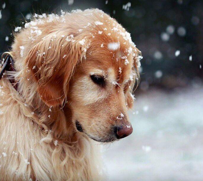 Dog in Snow DIY Painting Kit - diamond-painting-bliss.myshopify.com