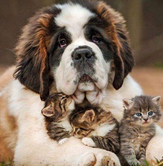 Dog with Three Cats - diamond-painting-bliss.myshopify.com