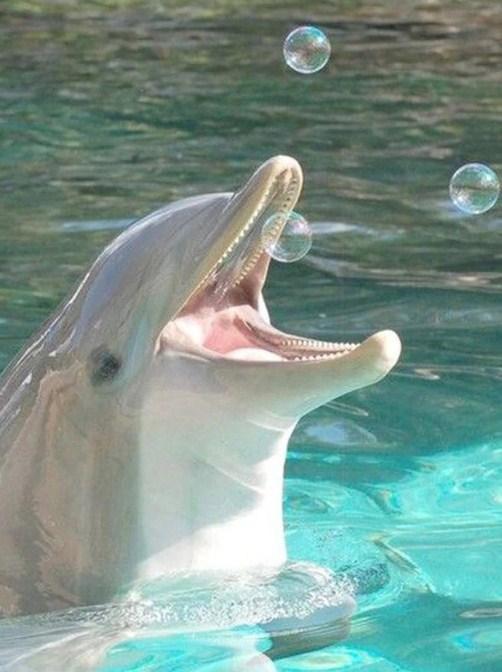 Dolphin Playing with Bubbles - diamond-painting-bliss.myshopify.com