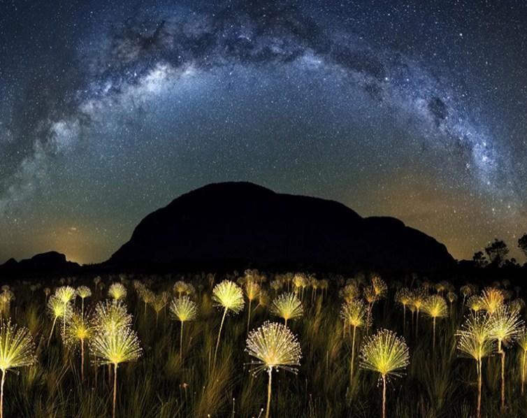 Dream Night Sky & Magical Flowers - diamond-painting-bliss.myshopify.com