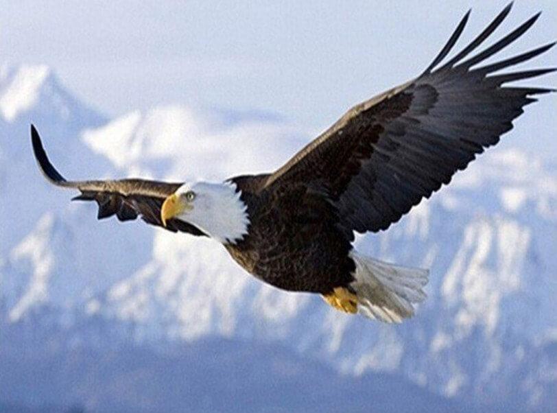 Eagle Flying on the Heights - diamond-painting-bliss.myshopify.com