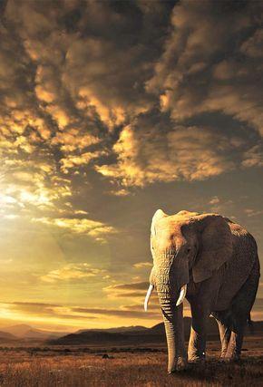 Elephant - Painting with Diamond - diamond-painting-bliss.myshopify.com