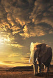 Elephant - Painting with Diamond - diamond-painting-bliss.myshopify.com