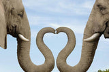 Elephants Making Heart with Trunks - diamond-painting-bliss.myshopify.com