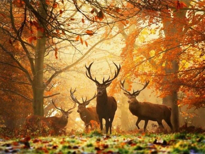 Elks in Autumn Forest - Paint by diamonds - diamond-painting-bliss.myshopify.com
