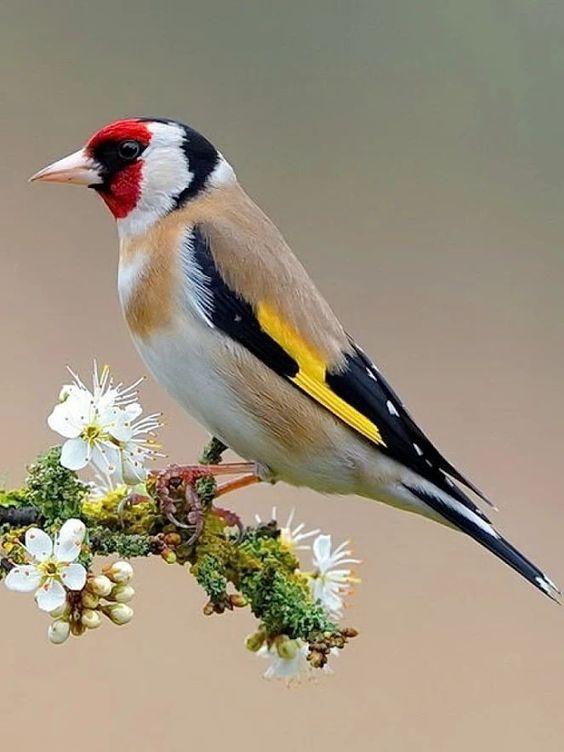 European Goldfinch - diamond-painting-bliss.myshopify.com