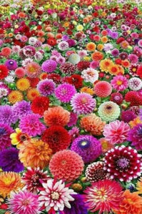 Field of Dahlia Flowers - diamond-painting-bliss.myshopify.com