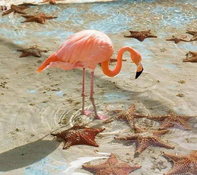 Flamingo & Star Fish DIY Painting Kit - diamond-painting-bliss.myshopify.com