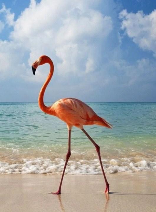Flamingo on the Beach Diamond Painting - diamond-painting-bliss.myshopify.com