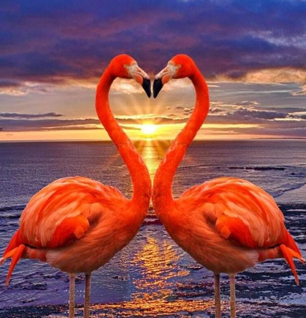 Flamingos Making Heart Shape - diamond-painting-bliss.myshopify.com
