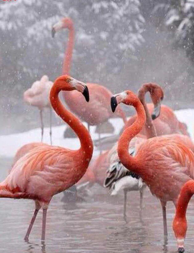 Flamingos in the Winter - diamond-painting-bliss.myshopify.com