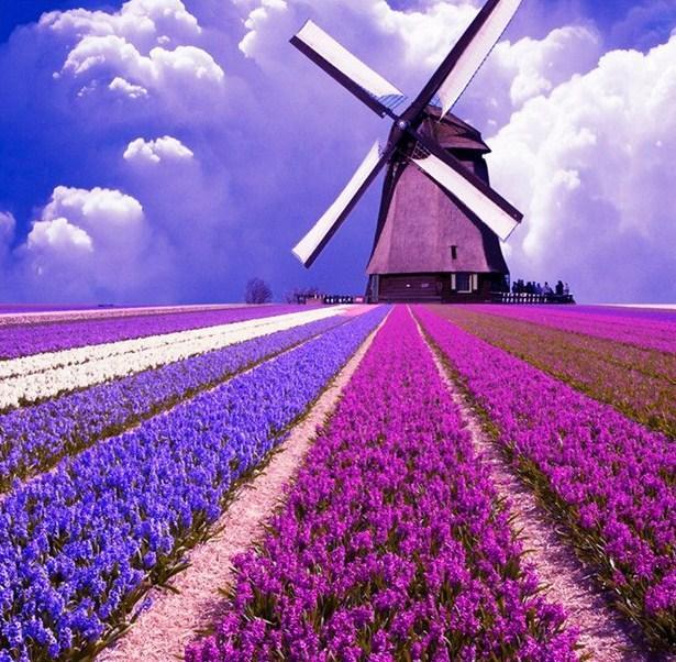 Flowers Field Landscape - diamond-painting-bliss.myshopify.com