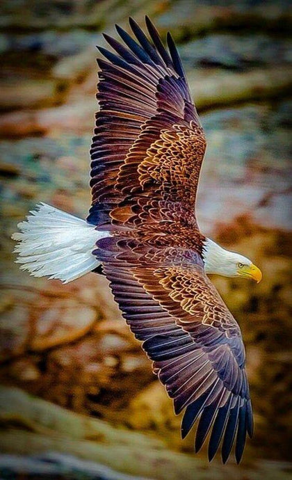Flying Eagle-Diamond Painting - diamond-painting-bliss.myshopify.com