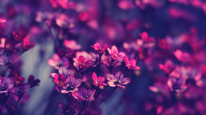 Fresh Purple Flowers Diamond Painting - diamond-painting-bliss.myshopify.com