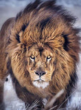 Furious Lion Diamond Painting - diamond-painting-bliss.myshopify.com
