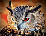 Furious Owl - diamond-painting-bliss.myshopify.com