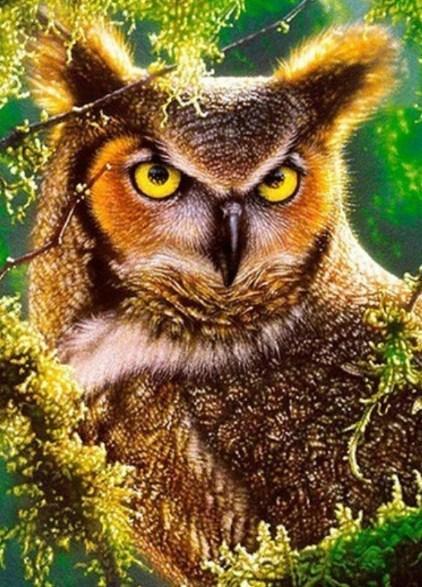 Gazing Owl - Paint by Diamonds - diamond-painting-bliss.myshopify.com