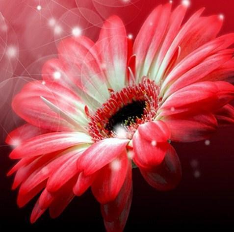 Gerber Flower - Paint with Diamonds - diamond-painting-bliss.myshopify.com