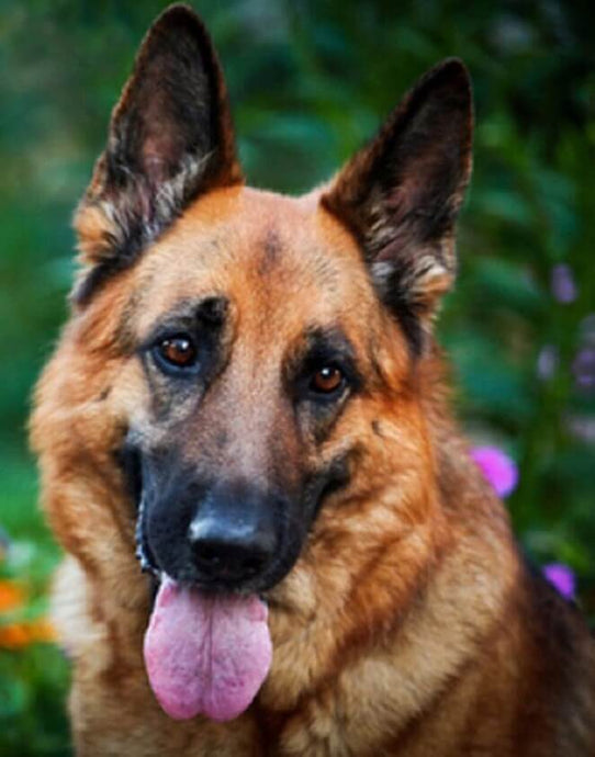 German Shepherd Painting Kit - diamond-painting-bliss.myshopify.com