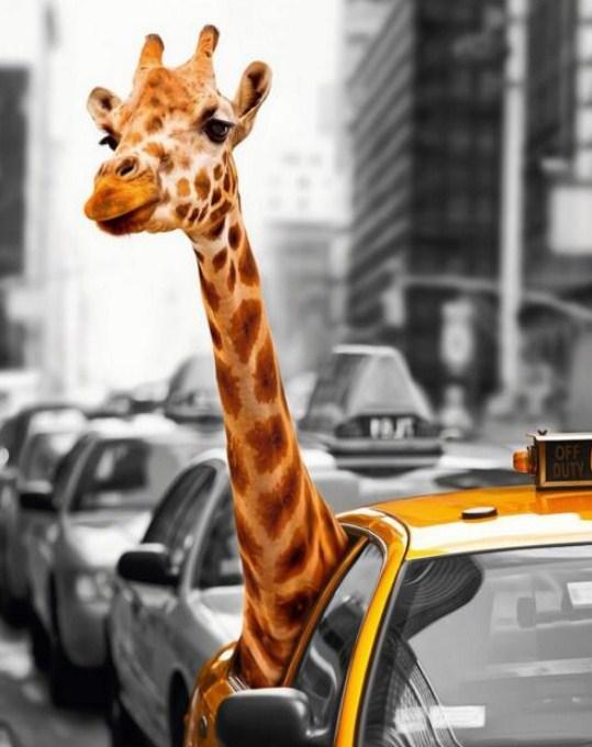 Giraffe Travelling in Taxi - diamond-painting-bliss.myshopify.com