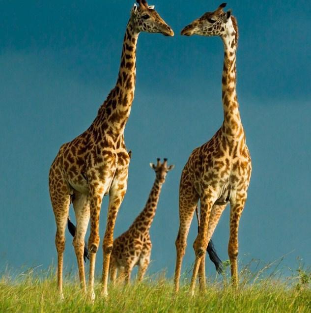 Giraffes Pair & Their Baby - diamond-painting-bliss.myshopify.com