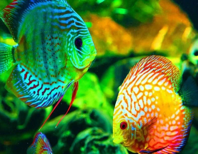 GloFish - Paint by Diamonds - diamond-painting-bliss.myshopify.com