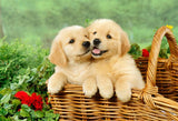 Golden Retriever Puppies in Basket - diamond-painting-bliss.myshopify.com