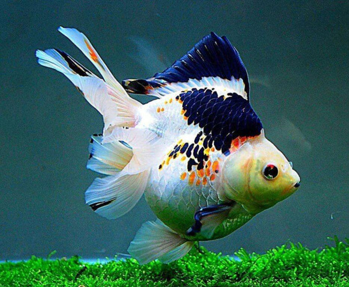 Goldfish Specie Diamond Painting Kit - diamond-painting-bliss.myshopify.com