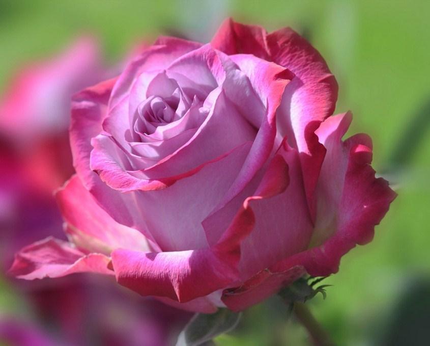 Gorgeous Pink Rose - diamond-painting-bliss.myshopify.com