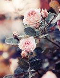 Gorgeous Pink Rose Plant - diamond-painting-bliss.myshopify.com