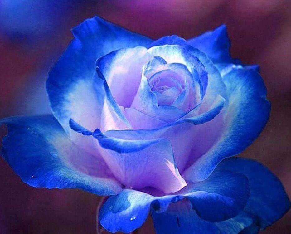 Gorgeous Rose with Blue Tips - diamond-painting-bliss.myshopify.com