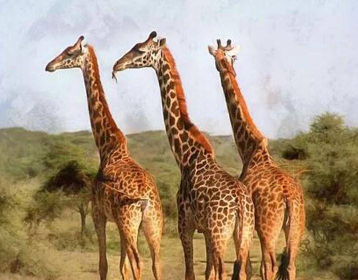 Grazing Giraffes - Paint with Diamonds - diamond-painting-bliss.myshopify.com