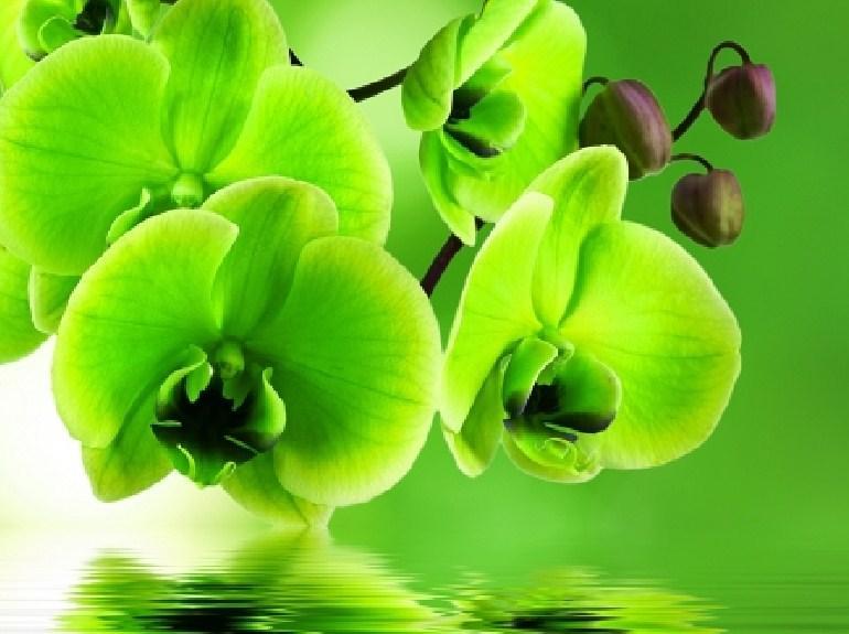 Green Orchids - Paint by Diamonds - diamond-painting-bliss.myshopify.com