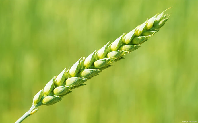 Green Wheat Diamond Painting Kit - diamond-painting-bliss.myshopify.com