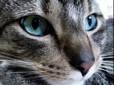 Grey Cat with Blue eyes - diamond-painting-bliss.myshopify.com