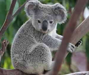 Grey Koala Diamond Painting - diamond-painting-bliss.myshopify.com