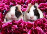 Guinea pigs & Flowers - diamond-painting-bliss.myshopify.com