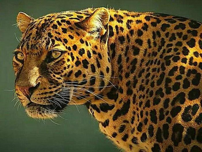 Guyana Jaguar - Paint with Diamonds - diamond-painting-bliss.myshopify.com