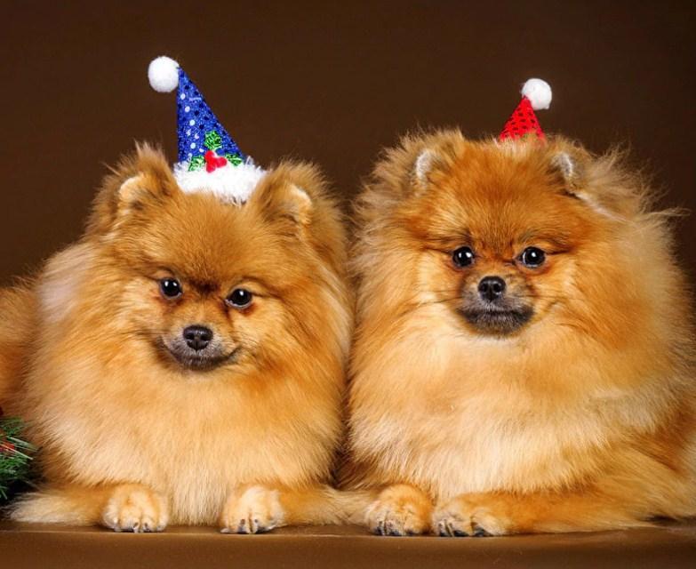 Happy Dogs on Christmas - diamond-painting-bliss.myshopify.com