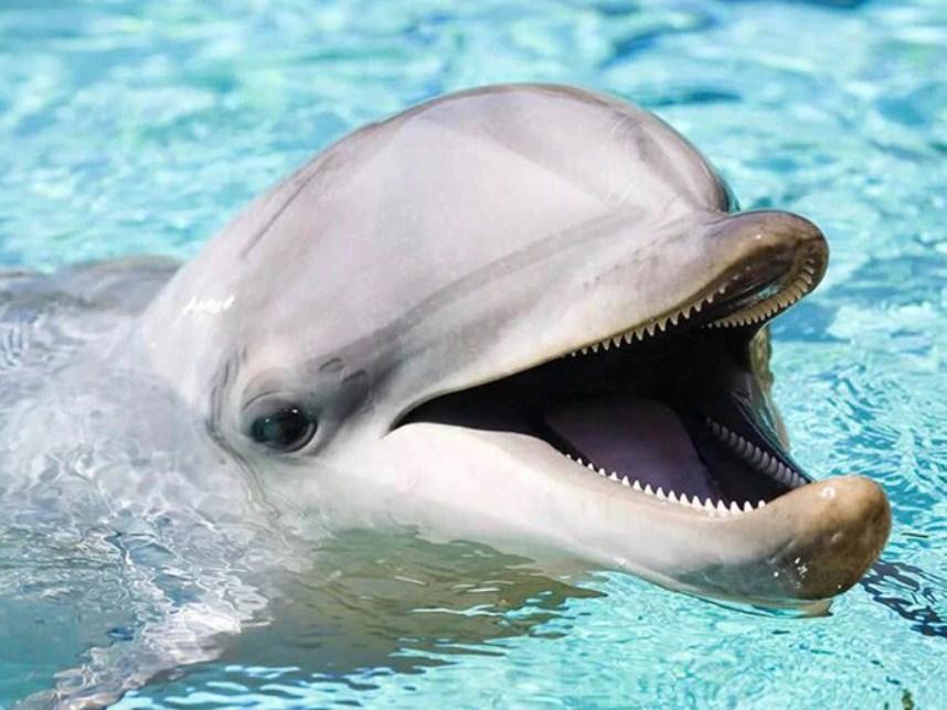Happy Dolphin - Diamond Painting Kit - diamond-painting-bliss.myshopify.com