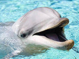 Happy Dolphin - Diamond Painting Kit - diamond-painting-bliss.myshopify.com