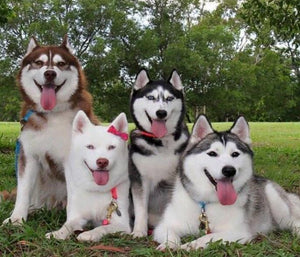 Happy Huskies with Tongues Out - diamond-painting-bliss.myshopify.com