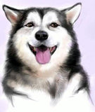 Happy Husky - Paint by Diamonds - diamond-painting-bliss.myshopify.com