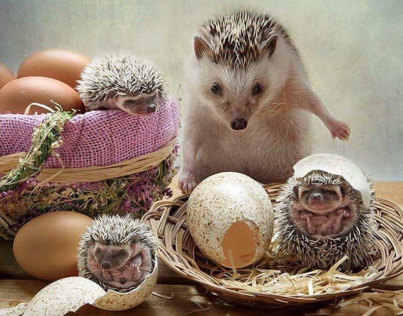 Hedgehog Eggs Hatching - diamond-painting-bliss.myshopify.com