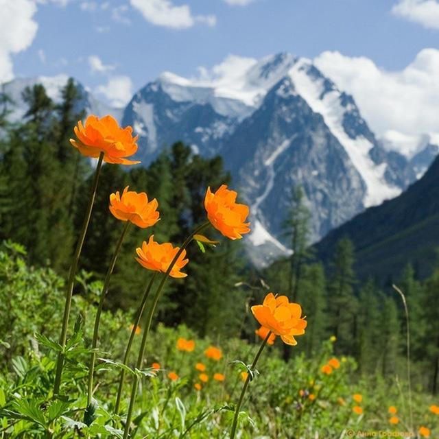 High Mountains & Yellow Flowers - diamond-painting-bliss.myshopify.com