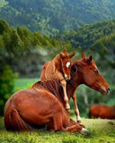 Horse Baby Hugging the Mother - diamond-painting-bliss.myshopify.com